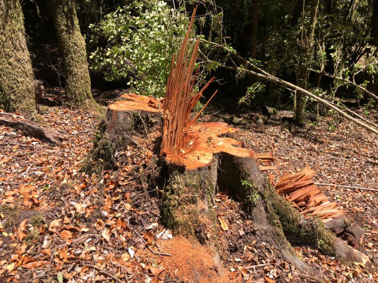 MUNICIPIO PREOCUPADO POR TALA DE BOSQUE NATIVO